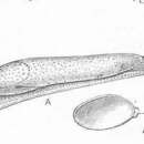 Image of Parmacella Cuvier 1805