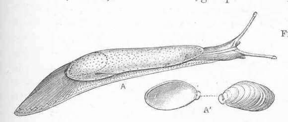 Imagem de Parmacelloidea P. Fischer 1856