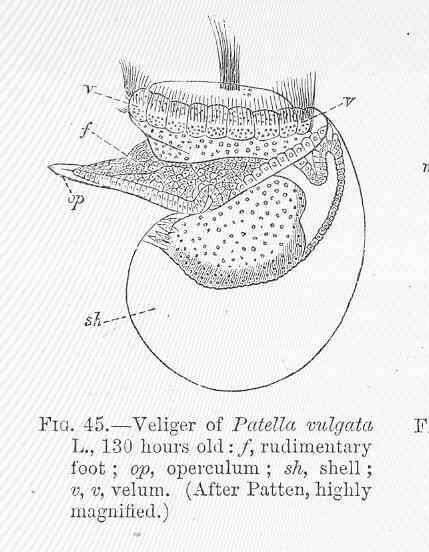 Image of Patella Linnaeus 1758