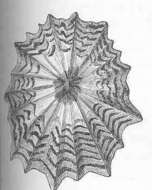 صورة Gastropoda Cuvier 1795