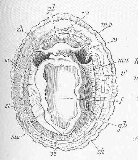Image de Patella Linnaeus 1758