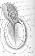 Image de Patella Linnaeus 1758