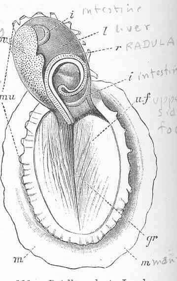 Image de Patella Linnaeus 1758