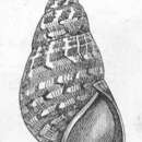 Phasianella australis (Gmelin 1791) resmi