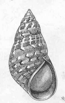 Imagem de Phasianellidae Swainson 1840