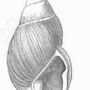 Sivun Placostylus H. Beck 1837 kuva