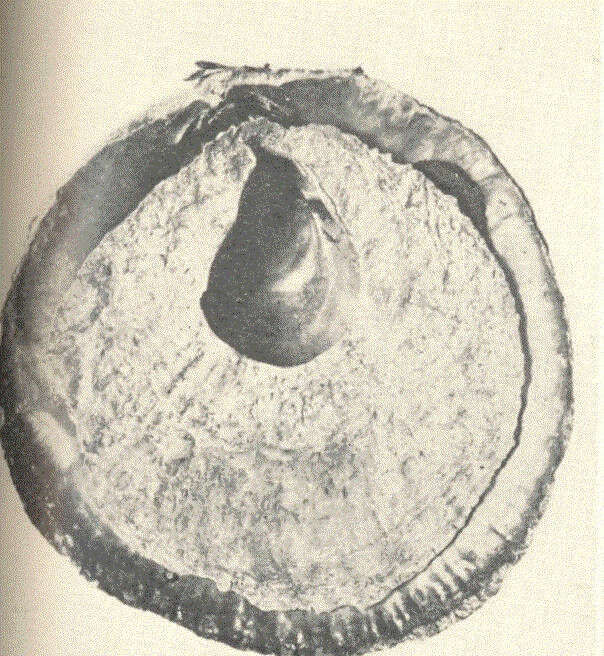 Слика од Anomioidea Rafinesque 1815
