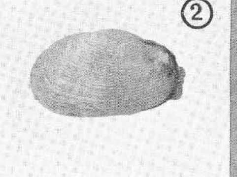 Image of Gaper Clams