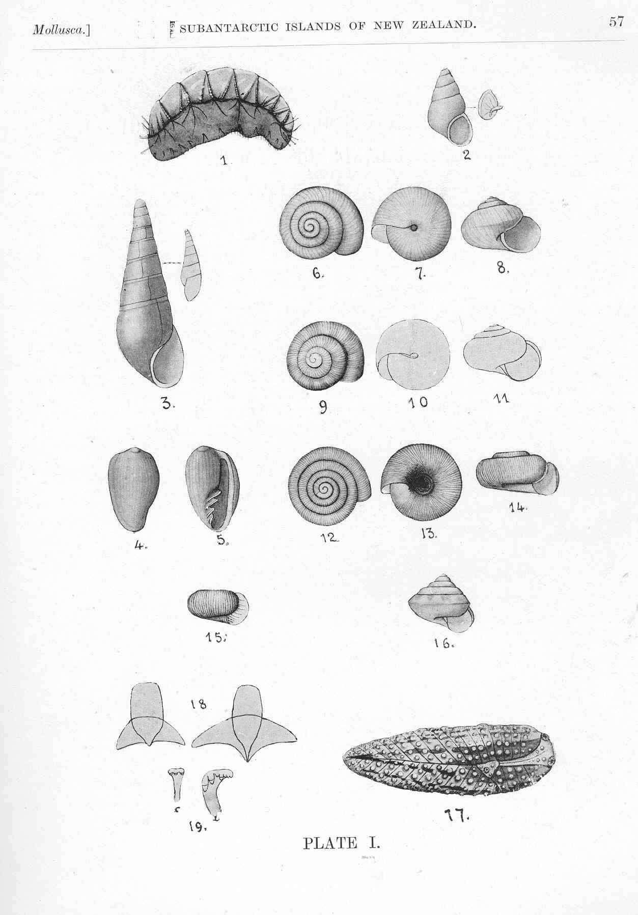 Image de Mopalioidea Dall 1889