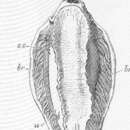 Image of Pleurophyllidia