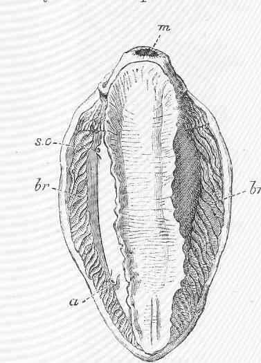 Image of Arminoidea Iredale & O'Donoghue 1923