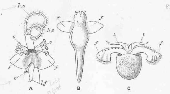 Image of Pteropoda Cuvier 1804