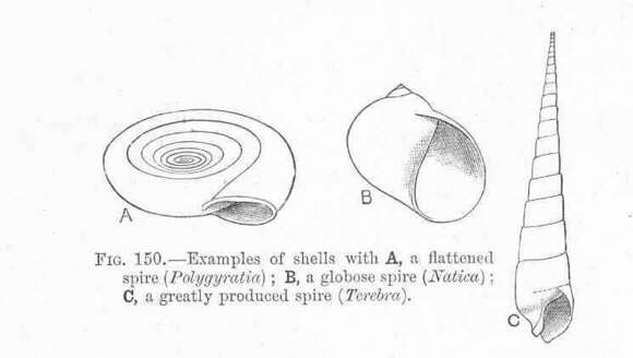 Imagem de Polygyratia Gray 1847