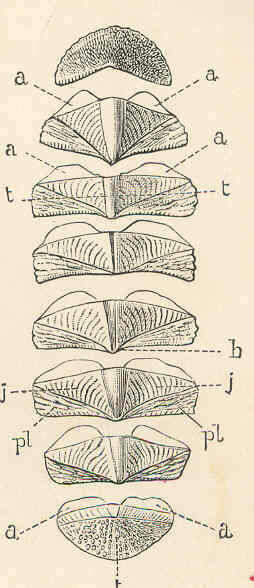 Image of molluscs