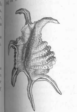 Image of Pterocera Meigen 1803