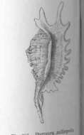 Image of Pterocera Meigen 1803