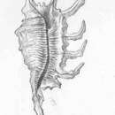 Image of Pterocera Meigen 1803