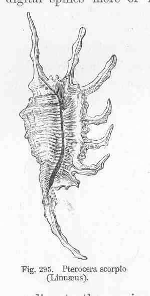 Image of Pterocera Meigen 1803