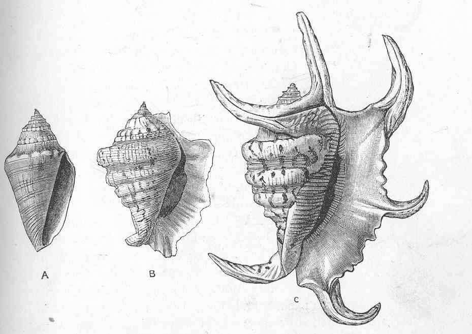 Plancia ëd Pteroceras