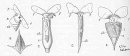 Слика од Pteropoda Cuvier 1804