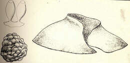Image of dog whelks