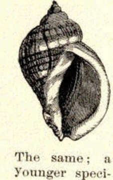 Image of dog whelks