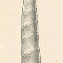 Image of Rhodea H. Adams & A. Adams 1855