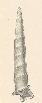 Image of Subulinidae