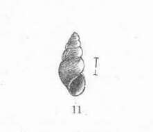 Image of Rissooidea Gray 1847