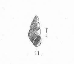 Image of Rissooidea Gray 1847