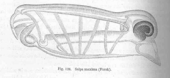 صورة Salpa Forskål 1775