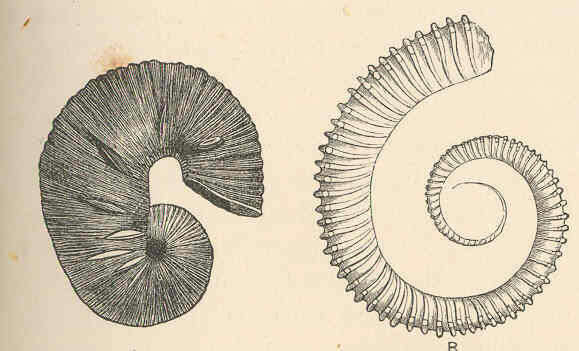 Image of Scaphitidae