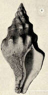 Image of Buccinidae Rafinesque 1815