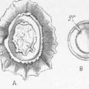 Image of Siphonaria gigas G. B. Sowerby I 1825