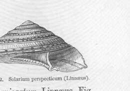 Image of unclassified Gastropoda