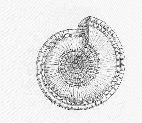 Image of Architectonicidae Gray 1850