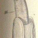 Image of Solecurtus Blainville 1824