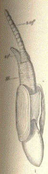 Image of Solecurtidae d'Orbigny 1846