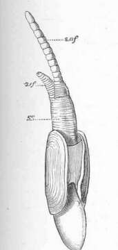 Image of Solecurtidae d'Orbigny 1846