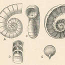 Image de Spirula Lamarck 1799