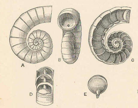 Image of Spirulidae Rafinesque 1815