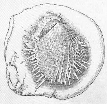 Image of Spondylidae Gray 1826