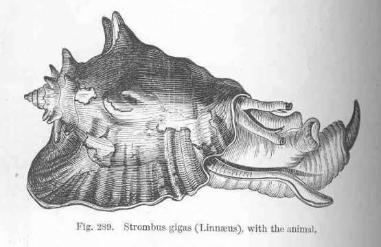 Image of Lobatus Swainson 1837