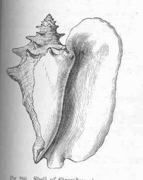 Image of Lobatus Swainson 1837