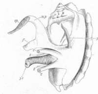 Image of Stromboidea Rafinesque 1815