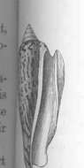 Image of Conomurex P. Fischer 1884