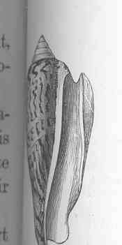 Image de Conomurex P. Fischer 1884