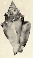 Image de Stromboidea Rafinesque 1815
