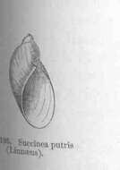 Image of Succineoidea Beck 1837