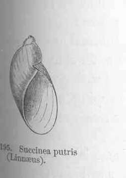 Image of Succineoidea Beck 1837